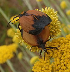Lycus palliatus