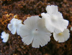 Termitomyces microcarpus