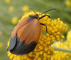 Lycus palliatus