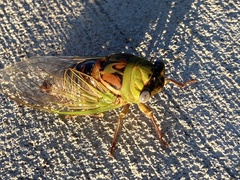 Megatibicen pronotalis
