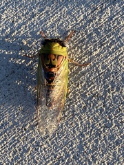 Megatibicen pronotalis