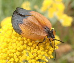Lycus palliatus