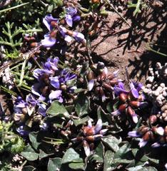 Dolichos decumbens