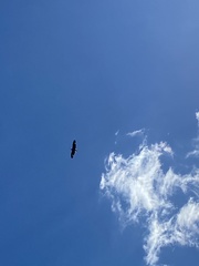 Haliaeetus