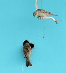 Passer domesticus indicus