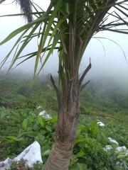 Calyptronoma rivalis