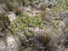 Serruria pedunculata