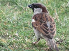 Passer domesticus indicus