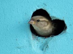 Passer domesticus indicus