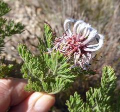 Serruria pedunculata