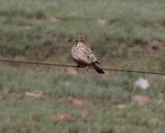 Galerida magnirostris magnirostris