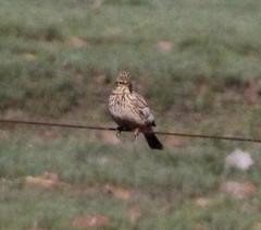 Galerida magnirostris magnirostris