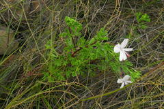 Pelargonium ternatum