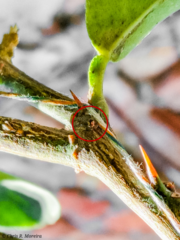 Scymnobius galapagoensis