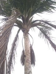 Calyptronoma rivalis