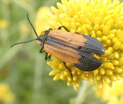 Lycus palliatus