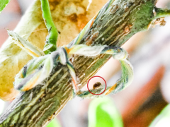 Scymnobius galapagoensis