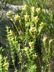 Penaea cneorum ruscifolia