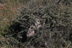 Asparagus capensis capensis