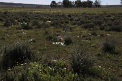 Asparagus capensis capensis