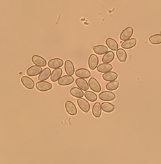 Hypholoma lateritium