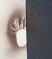 Hypholoma lateritium