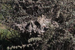 Asparagus capensis capensis