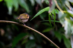 Poecilotriccus plumbeiceps