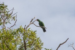 Eclectus roratus