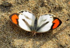 Colotis euippe omphale