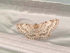 Percnia suffusa
