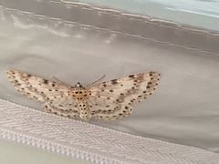 Percnia suffusa