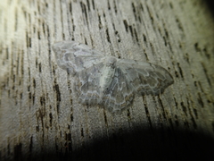 Auzatellodes arizana