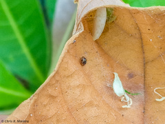 Scymnobius galapagoensis