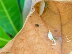 Scymnobius galapagoensis