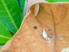 Scymnobius galapagoensis