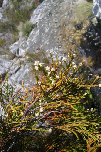 Brunia schlechteri (Brunia schlechteri)