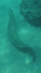 Gymnothorax favagineus