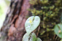 Pleurothallis baudoensis