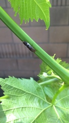 Homalodisca vitripennis