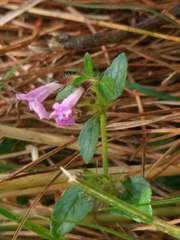 Clinopodium laxiflorum