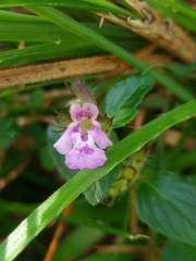 Clinopodium laxiflorum