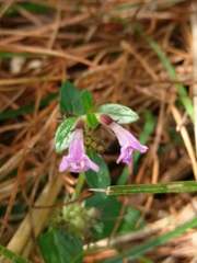 Clinopodium laxiflorum