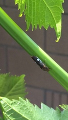 Homalodisca vitripennis