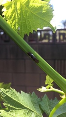 Homalodisca vitripennis