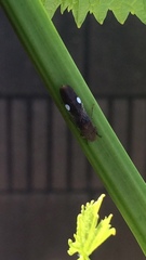 Homalodisca vitripennis