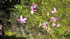 Chironia melampyrifolia