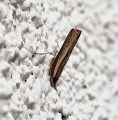 Fissicrambus intermedius