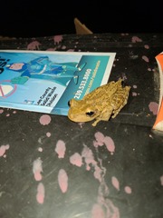 Osteopilus septentrionalis