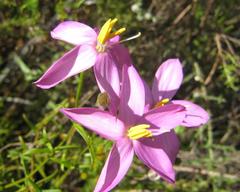Chironia melampyrifolia